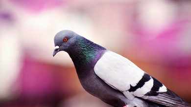 Pigeon Bird CloseUp HD Pic