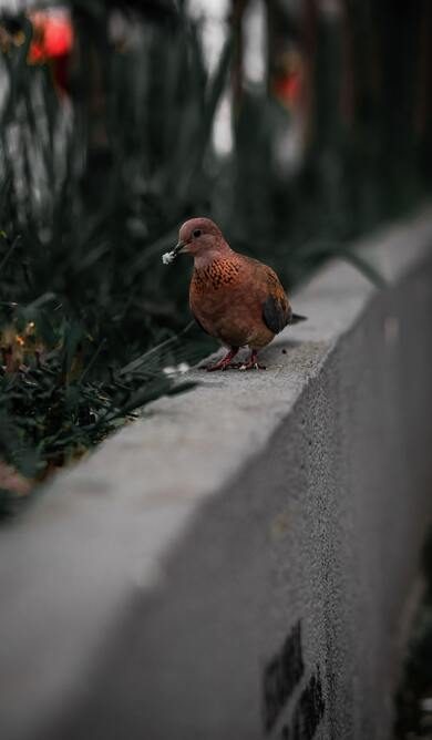 Pigeon Bird Eating Food