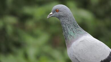 Pigeon Bird Look 4K Photography