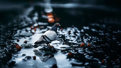 Pigeon Bird on Water Portrait Photo