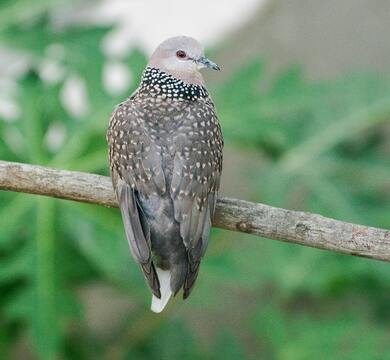 Pigeon Bird Sitting on Tree