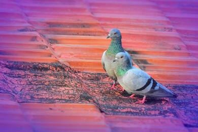 Pigeon Birds on Top of House