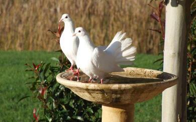 Pigeon Couple for Drink Water