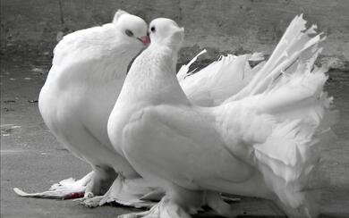 Pigeon Couple Love Photo