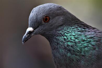 Pigeon Full HD Wallpaper