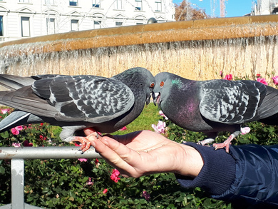 Pigeon Love at Hand