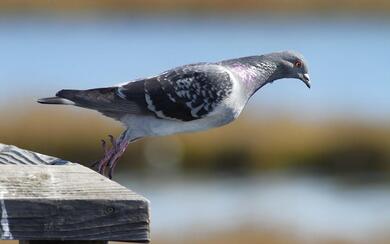 Pigeon Ready For the Fly