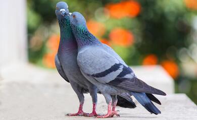 Pigeons Loving Couple Photo