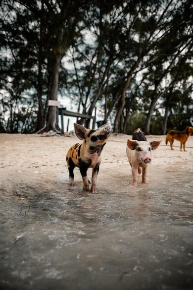 Pigs Standing Near River Mobile Wallpaper