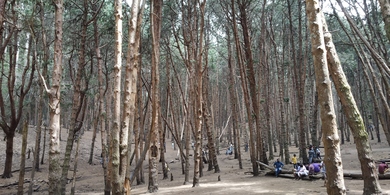 Pine Forest Trees