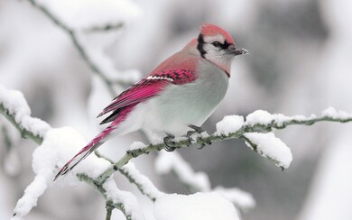 Pink Bird in Snow