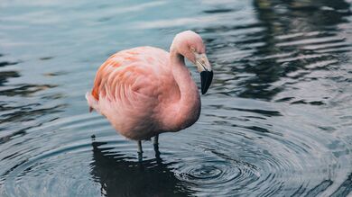Pink Flamingo Bird on Water