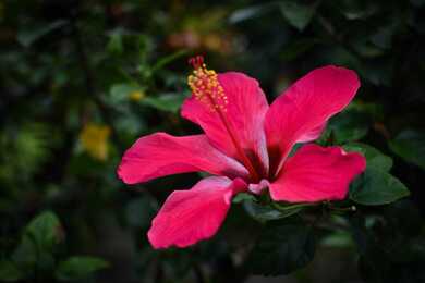 Pink Flower Background Image