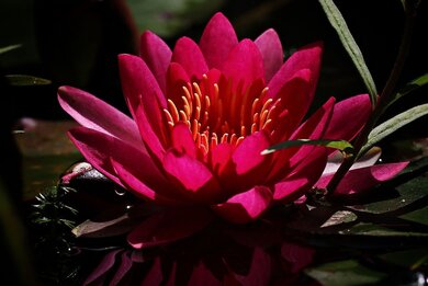 Pink Flower in Lake