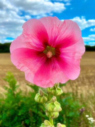 Pink Flower in Tilt Shift Lens Mobile Wallpaper