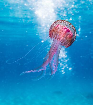 Pink Jellyfish in Sea