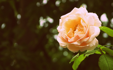 Pink Rose Flower Background Wallpaper