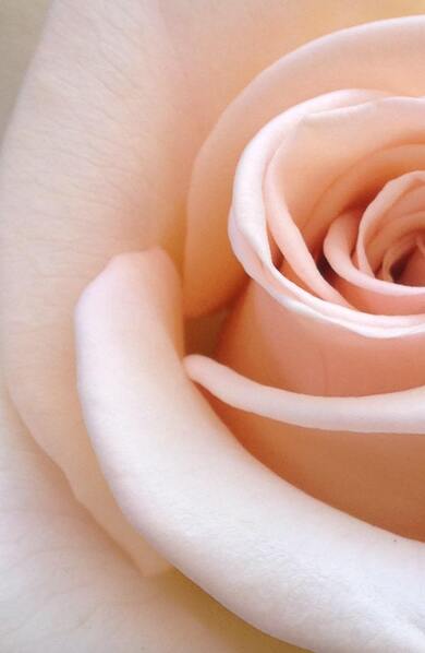 Pink Rose Flower Mobile Background