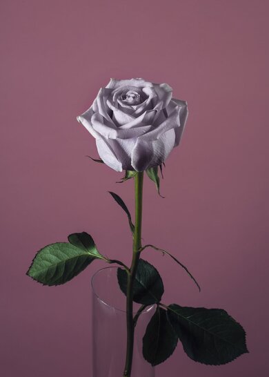 Pink Rose in Glass