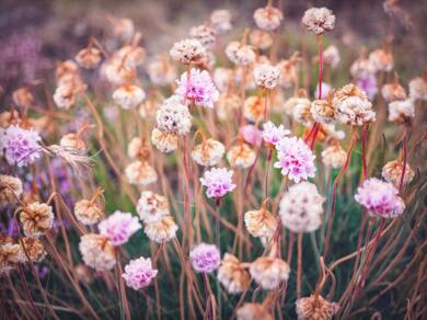 Pink Sea Thrift Flowers