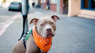 Pit Bull Dog in Street