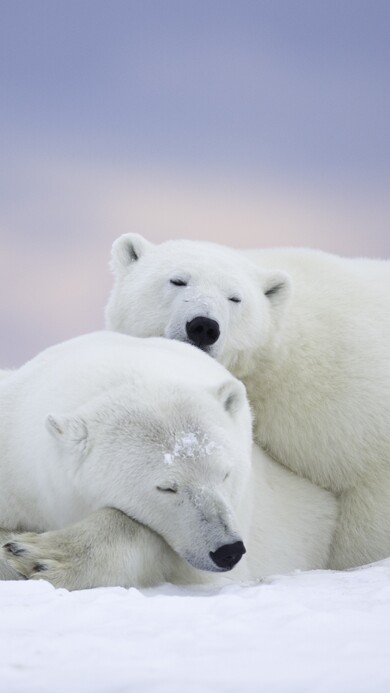 Polar Bear in Winter