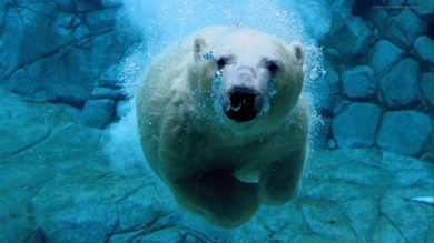 Polar Bear Swimming in Water
