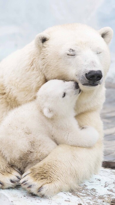 Polar Bear with Cute Baby Image