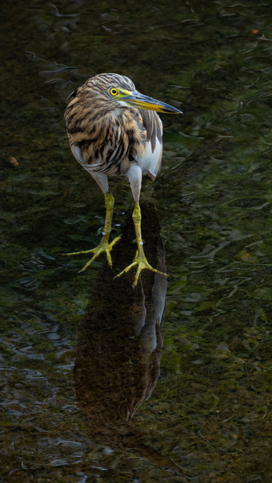 Pond Heron