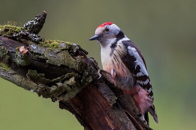 Pretty Bird on a Tree