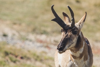 Pronghorn Animal Close Up Photo