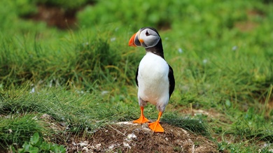 Puffin Bird 4K Ultra HD Photo