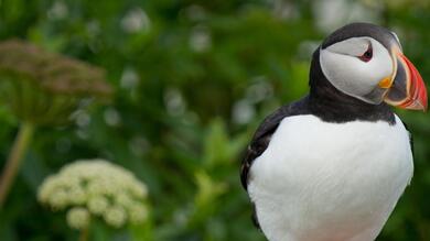 Puffin Bird in Jungle HD Image