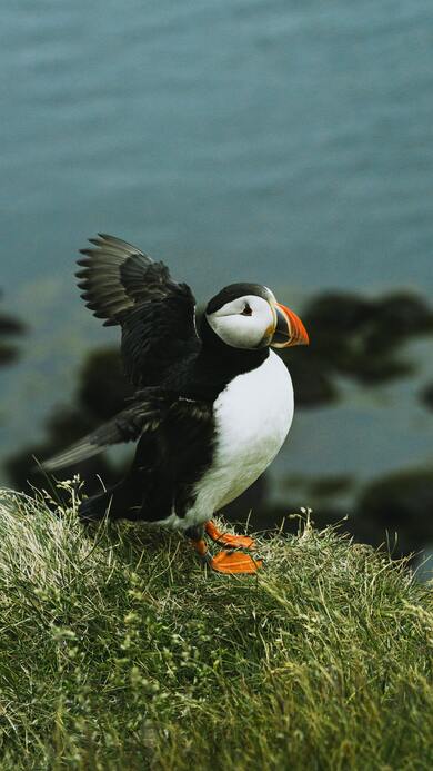 Puffin Bird on Grass Mobile Wallpaper