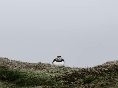 Puffin Bird on Green Grass