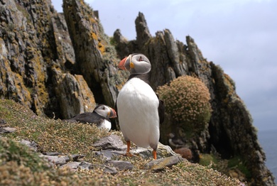 Puffin Bird on Mountain