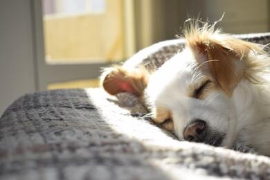 Puppy Dog Lying on Bed Ultra Quality Image