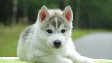 Puppy Husky Lying on Road