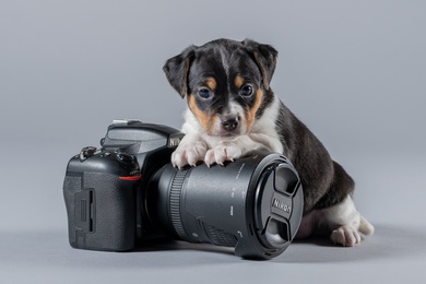 Puppy With Camera