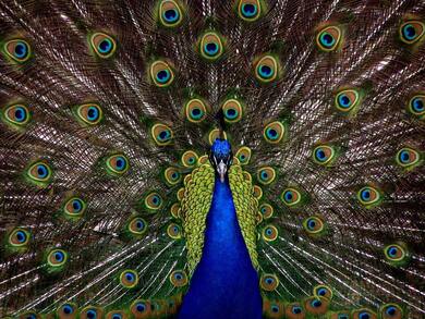 Purple and Green Peacock Image