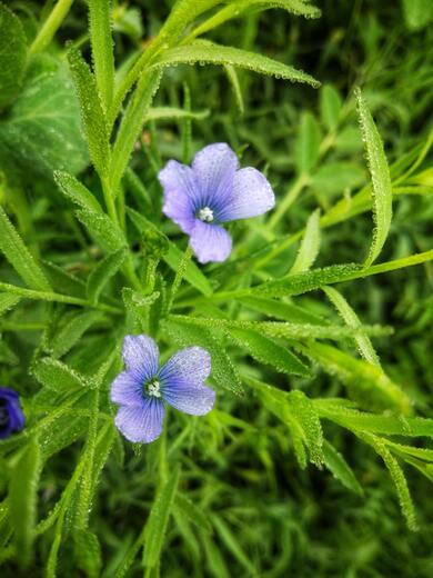 Purple Flowers on Grass