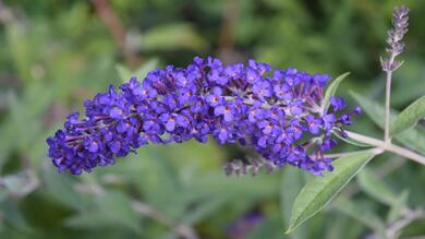 Purple Flowers on Tree