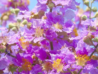 Purple Leaves on Tree