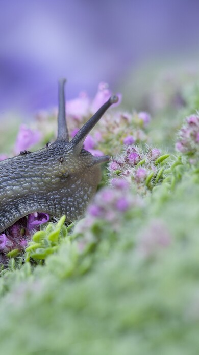 Purple Snail Mobile Pic