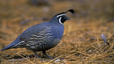 Quail Bird HD Photo