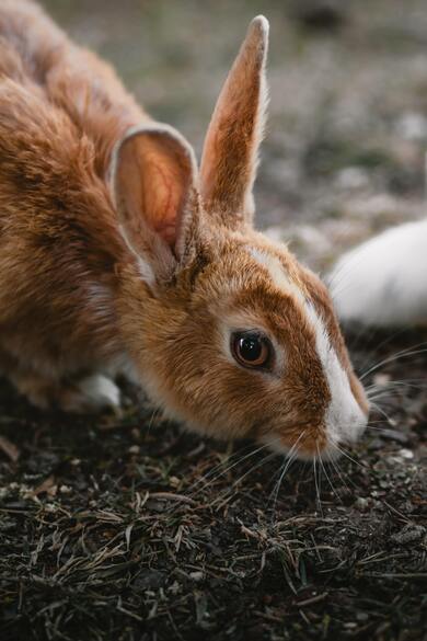 Rabbit Baby Mobile Pic