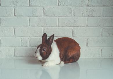 Rabbit Background Image