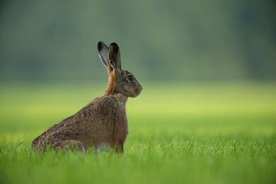 Rabbit in Green Grass Farm