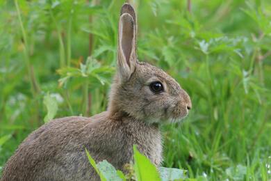 Rabbit in Green Grass