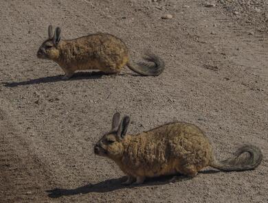 Rabbit on Off Road